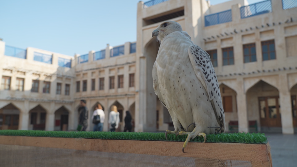 Kingdom of falcons: Qatar's lucrative hobby and national sport