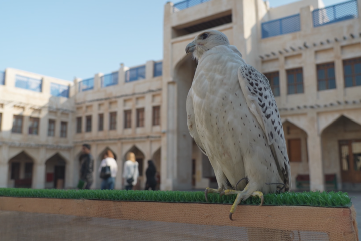 Kingdom of falcons: Qatar's lucrative hobby and national sport