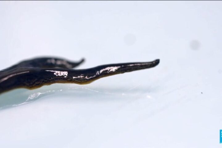 From killer grass to flesh-eating worms: The invasion beneath your feet
