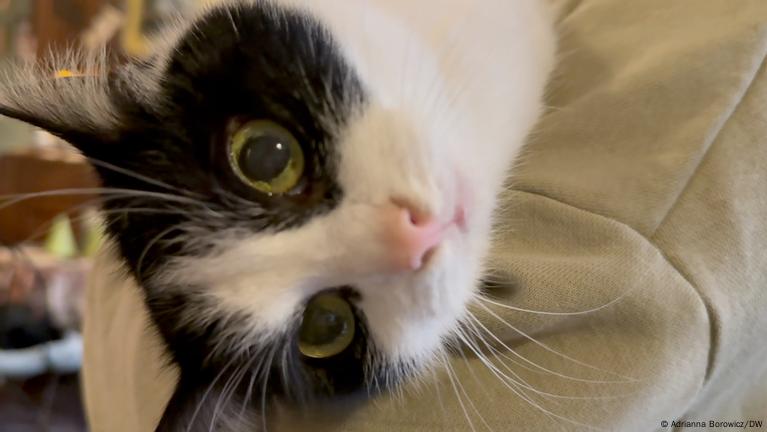 At this Polish teahouse cats, not customers, are king