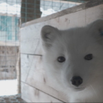 Arctic foxes: A comeback against the odds