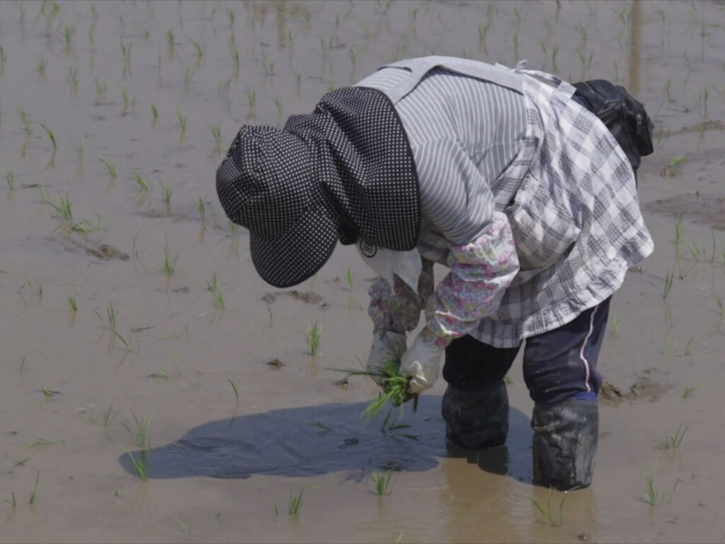 Japan's agriculture minister resigns over rice gaffe: Why is the staple in short supply?