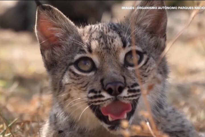 Bouncing back: Spain's Iberian lynx saved from extinction