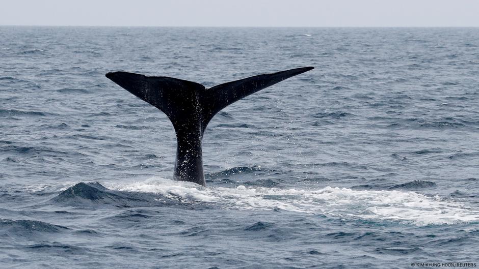 High seas treaty is 'a big deal': Oceanographer