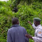In Uganda, former poachers now protect mountain gorillas
