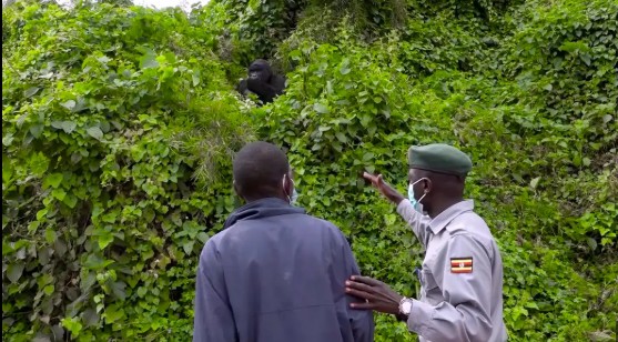 In Uganda, former poachers now protect mountain gorillas